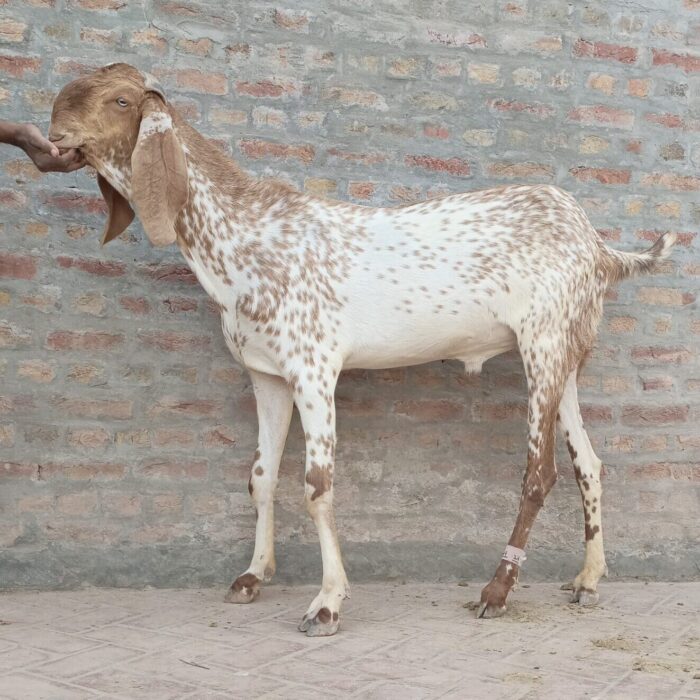 WhatsApp Image 2025-04-19 at 5.21.26 PM